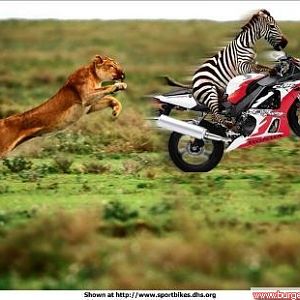 oO zebra auf motorrad?!