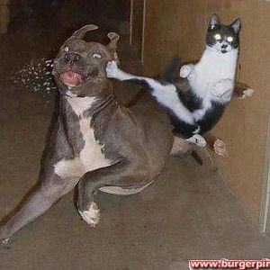 Karate-Cat!!!
