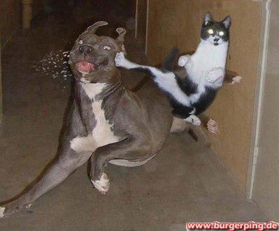 Karate-Cat!!!