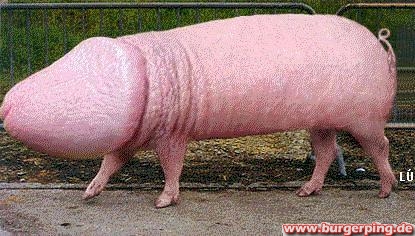 Penisschwein