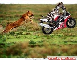 Wheely Zebra!!!